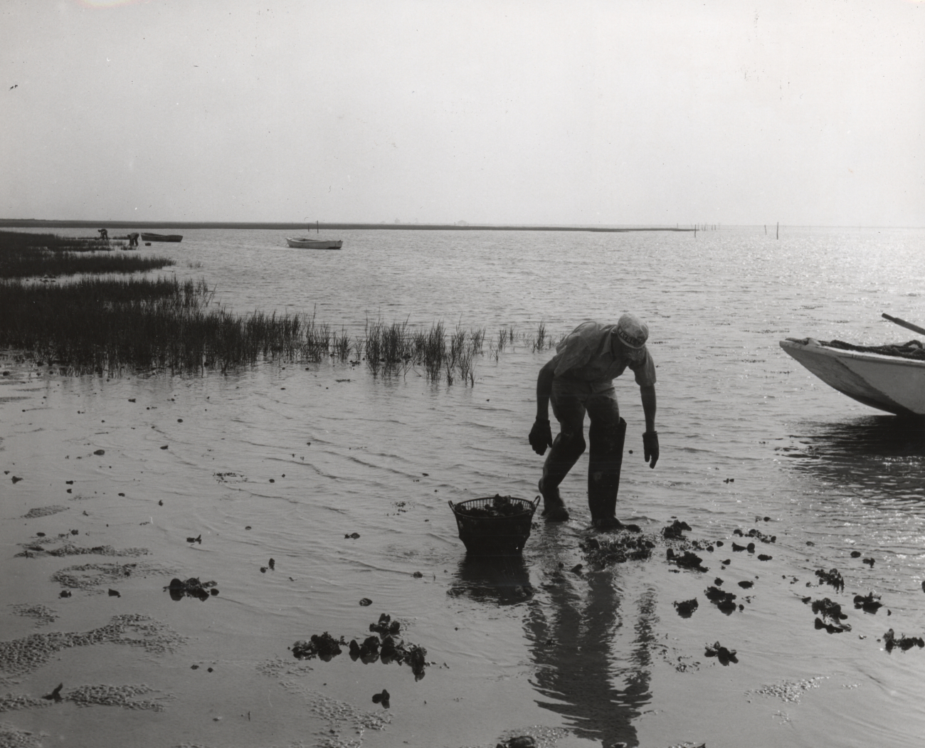 On the shallow mud flats, oyster fishermen collect small oysters which are thenreplanted in areas better suited for fast growth
