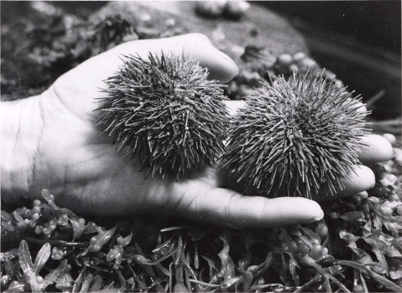Two green sea urchins (S