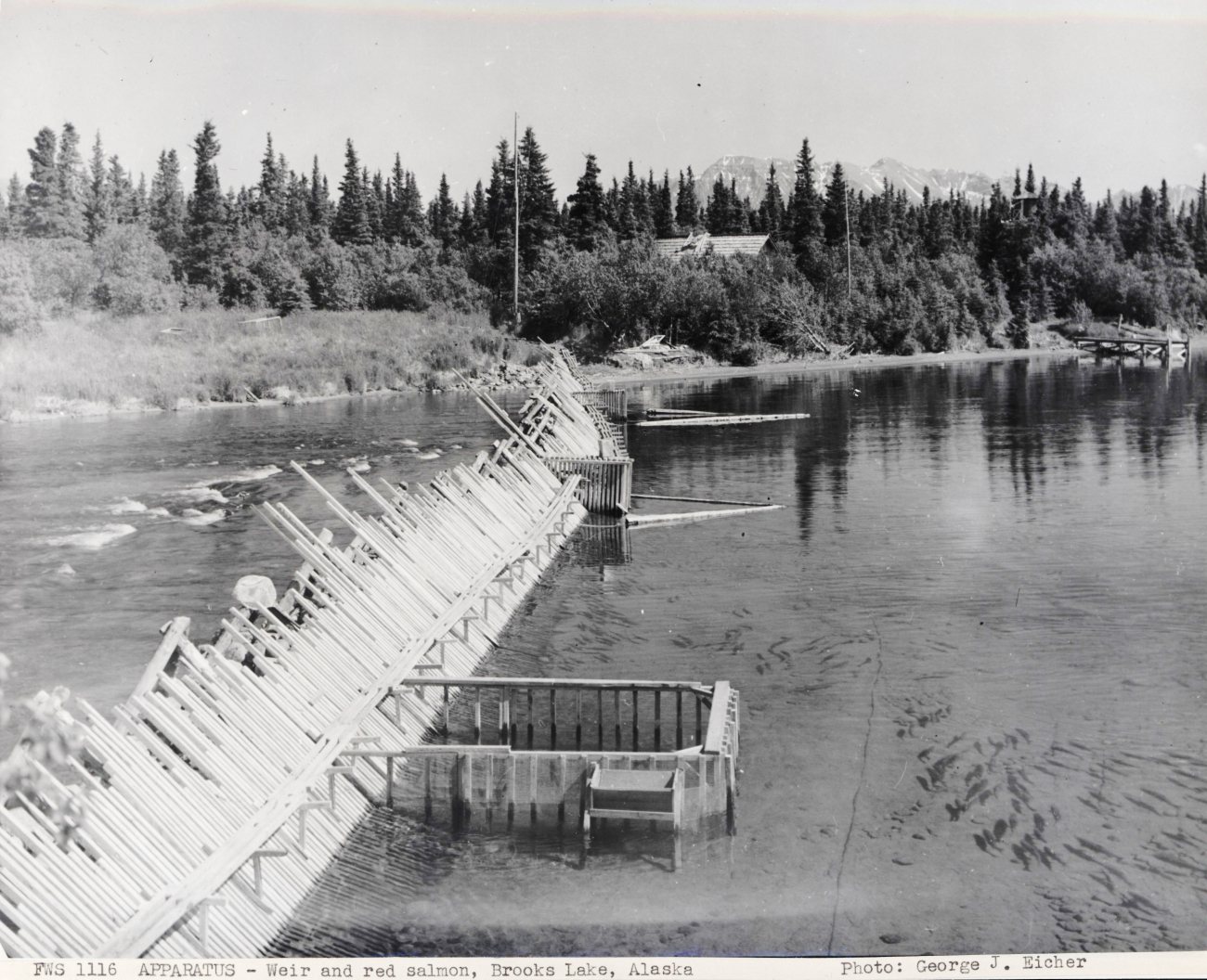 Fish weir and red salmon at Brooks Lake