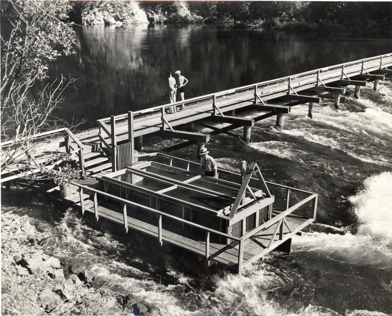 Steelhead trap at the Tumwater weir on the Wenatchee River
