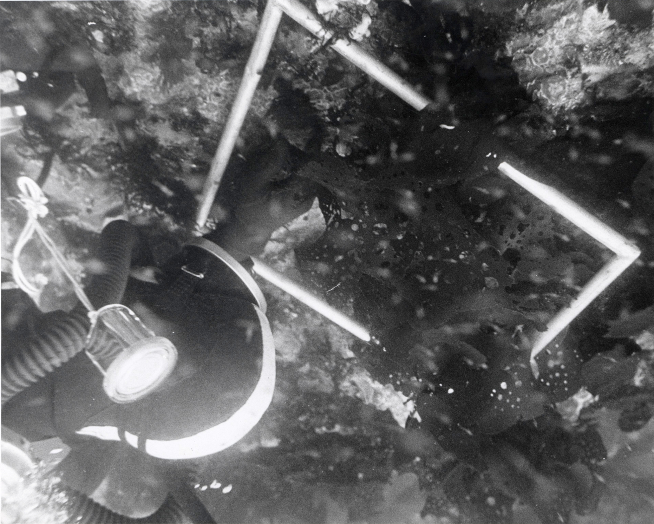 Diver of the BCF Auke Bay Biological Laboratory examining sea plants andanimals inside the perimeter of a study plot