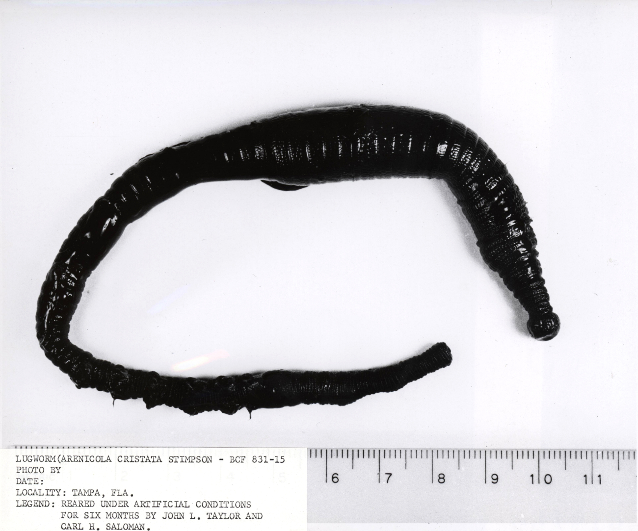 The lugworm (Arenicola cristata) from Tampa Bay reared under artificialconditions for six months