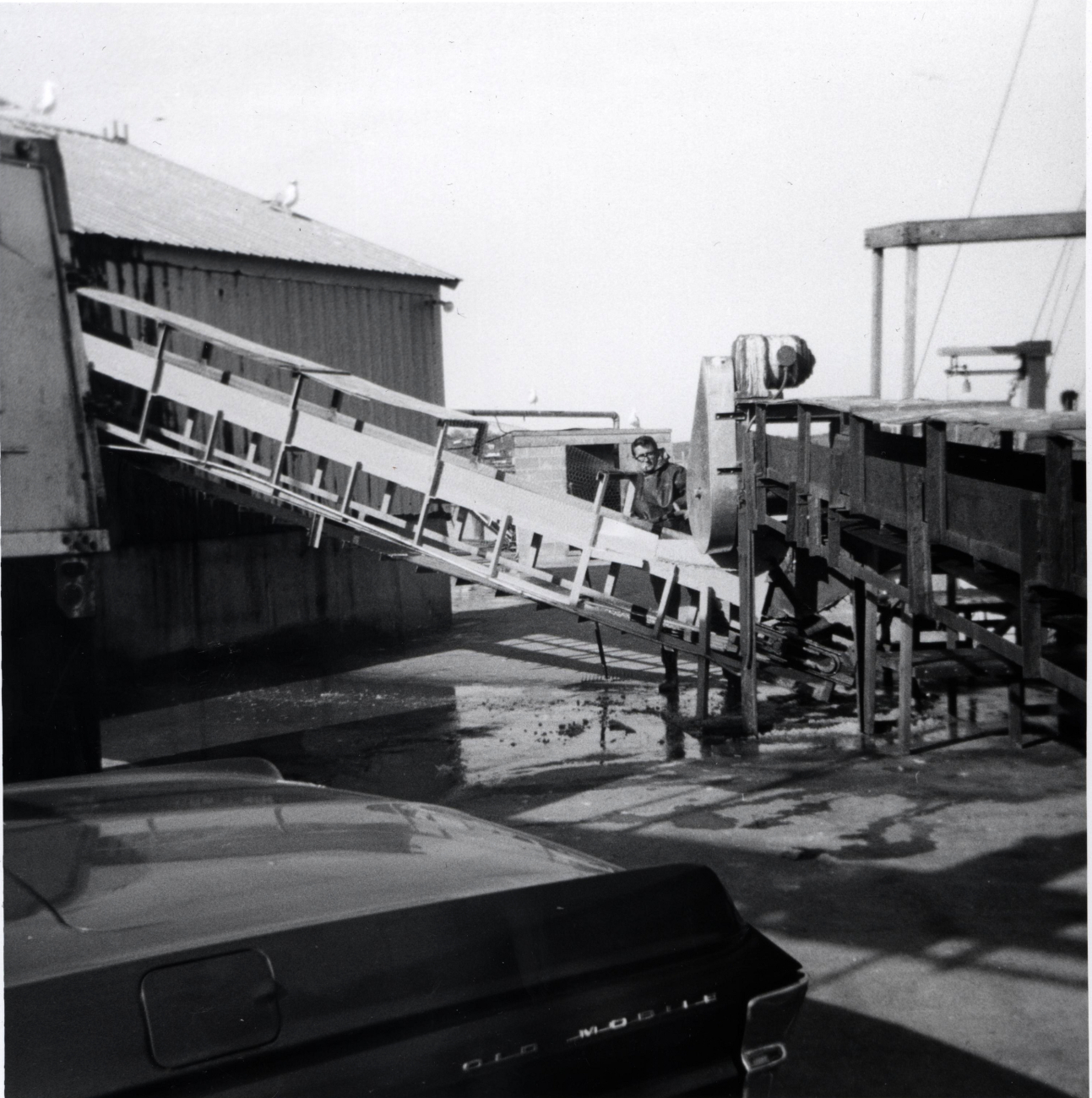 Conveyor system used to move whiting from the F/V JOSEPH & LUCIA II into theplant at Ocean Side Fisheries