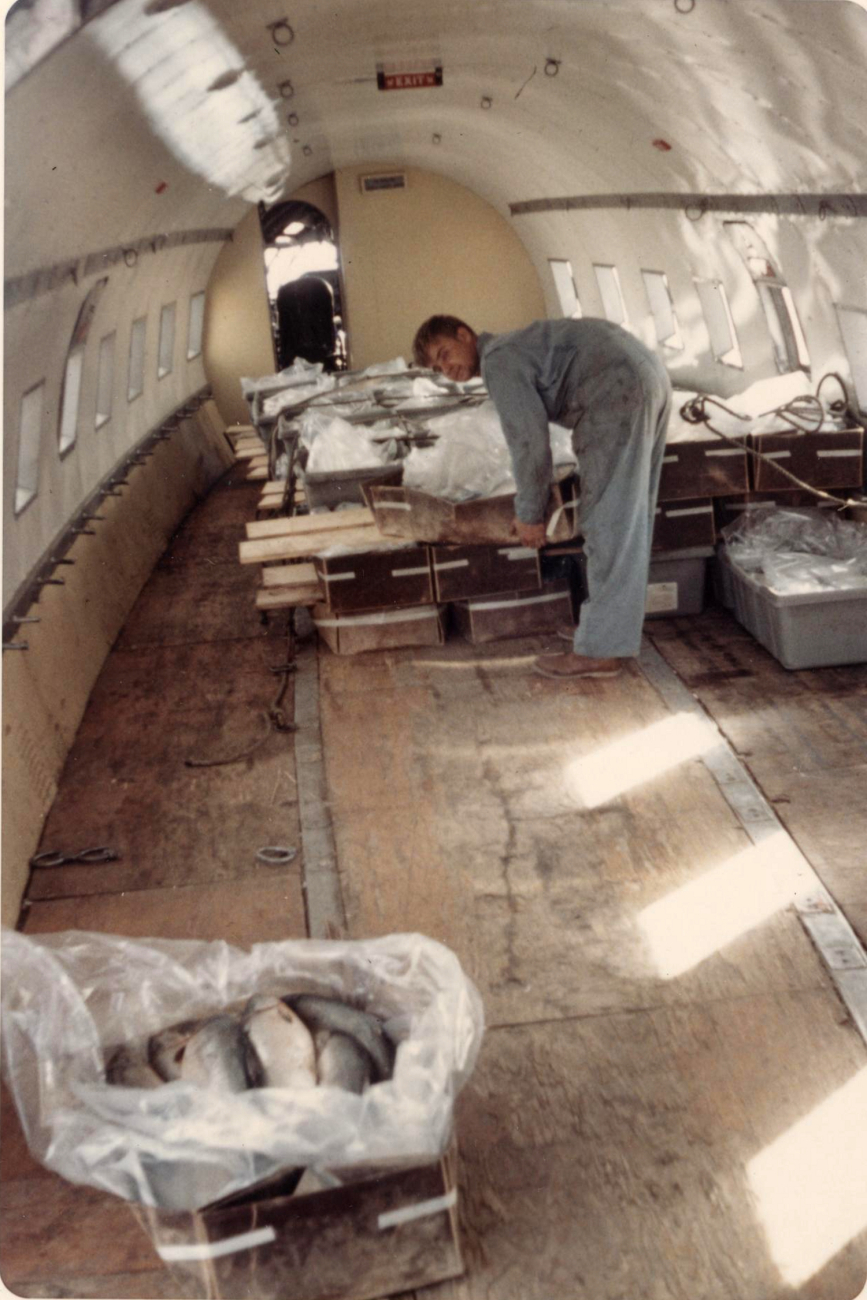 Silver salmon in-the-round are air shipped from Bethel to Anchorage forprocessing at the Alaskan Frozen Products plant