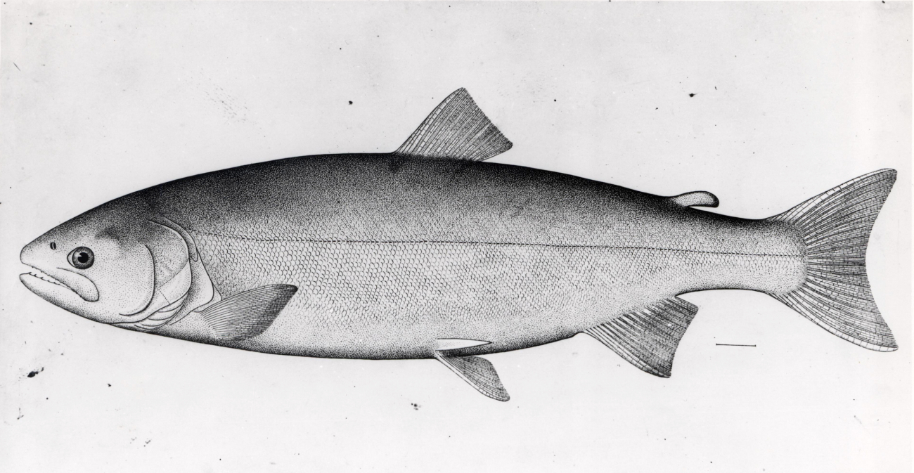 Dog salmon or chum salmon (Onchorhynchus keta)