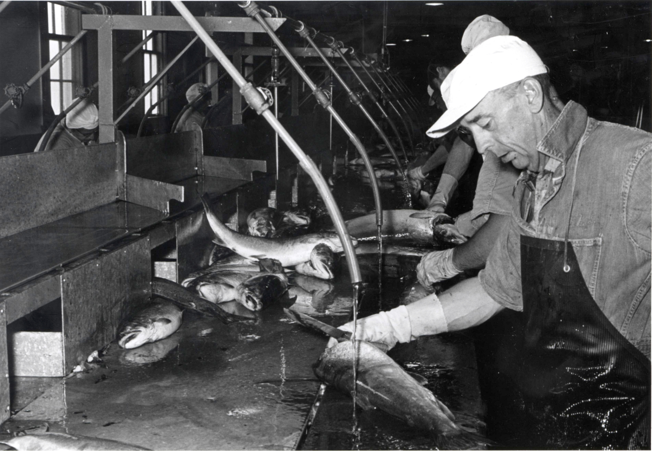 Cleaning salmon at the Bumble Bee Co
