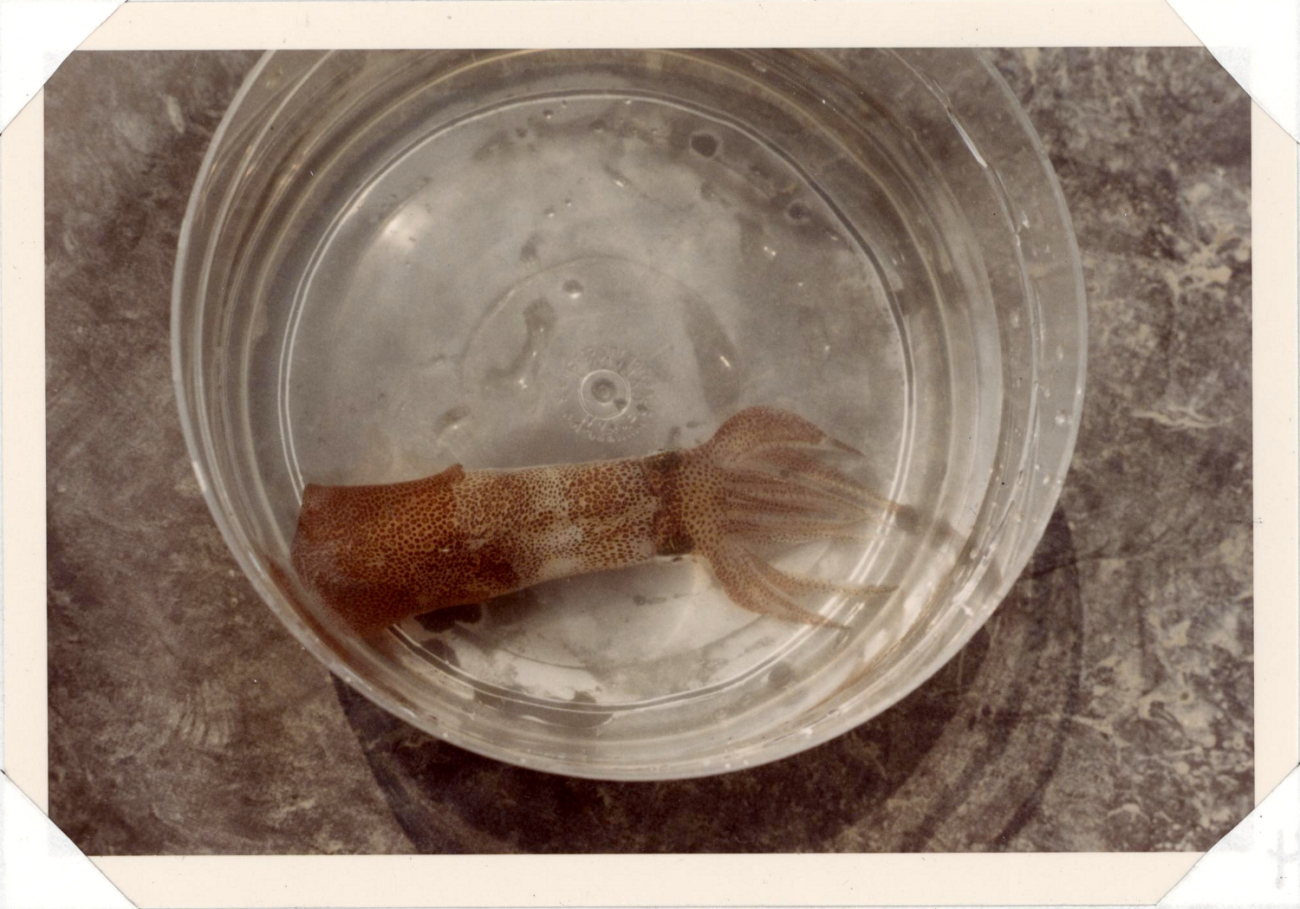 A small squid in a sample dish