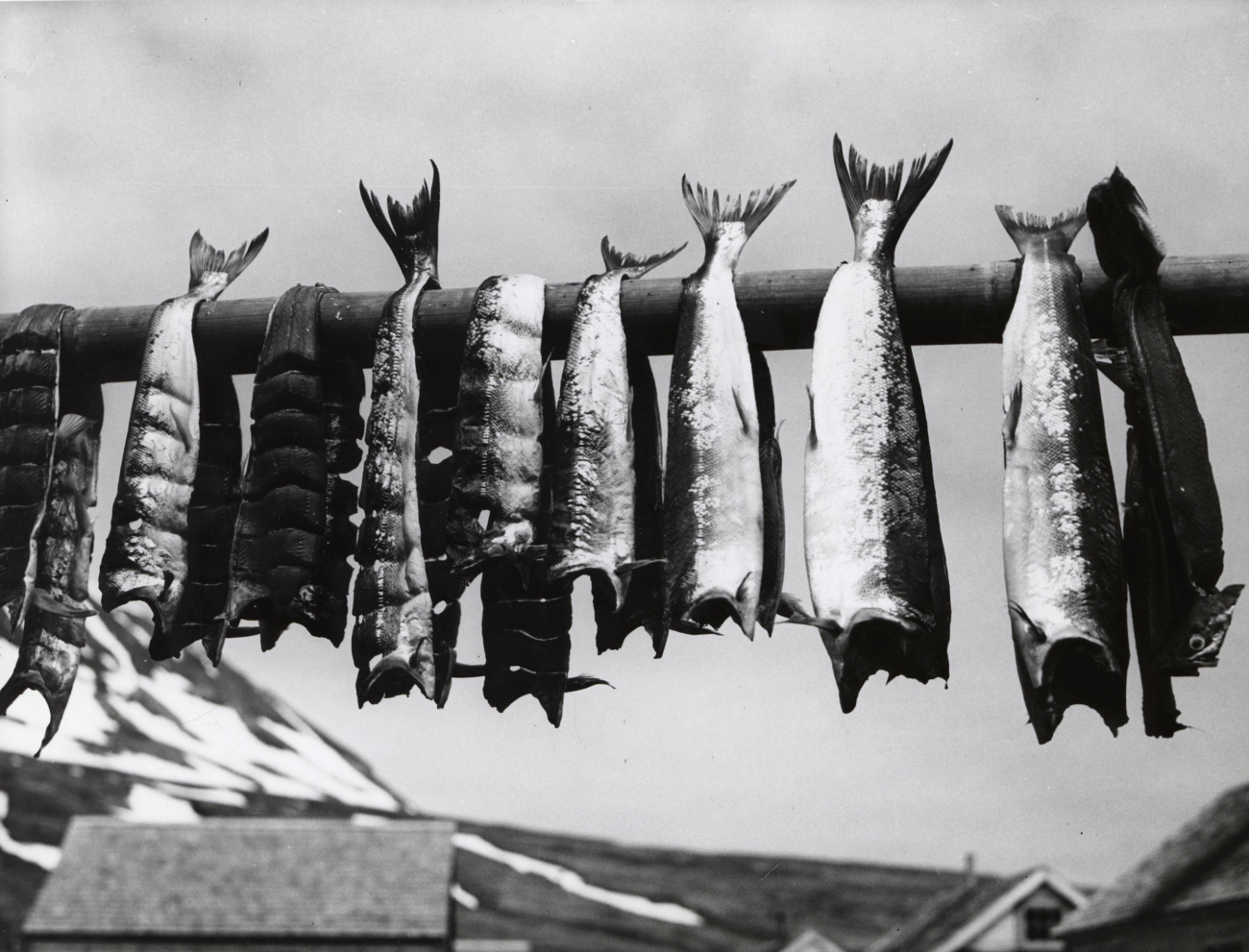 Red salmon caught by Aleut natives being dried out later consumption