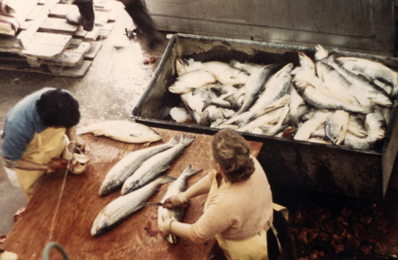 Hand cleaning silver salmon at the Alaska Frozen Products plant at Anchorage