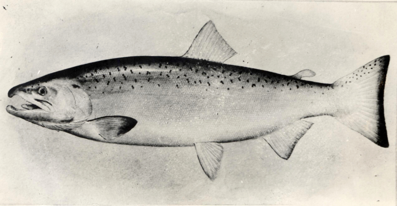 Silver salmon (Onchorhynchus kisutch)