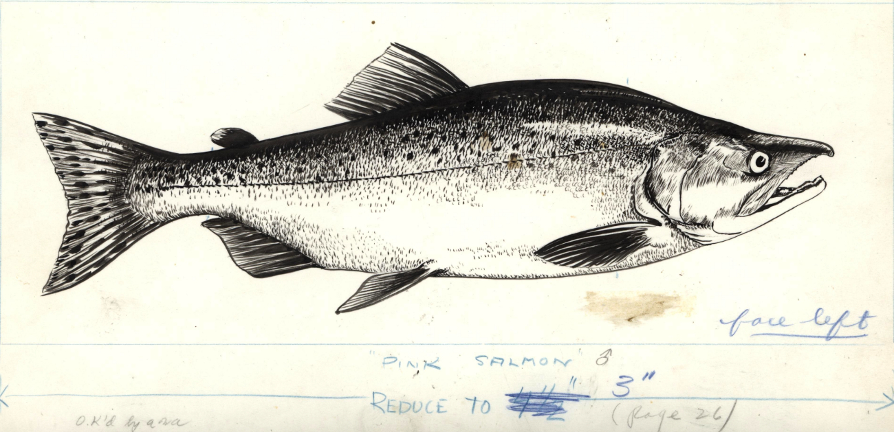 Pink salmon (Onchorhynchus gorbuscha) drawn by G