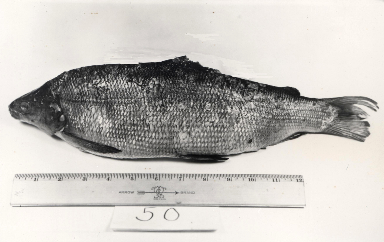 A sample of whitefish from interior Alaska