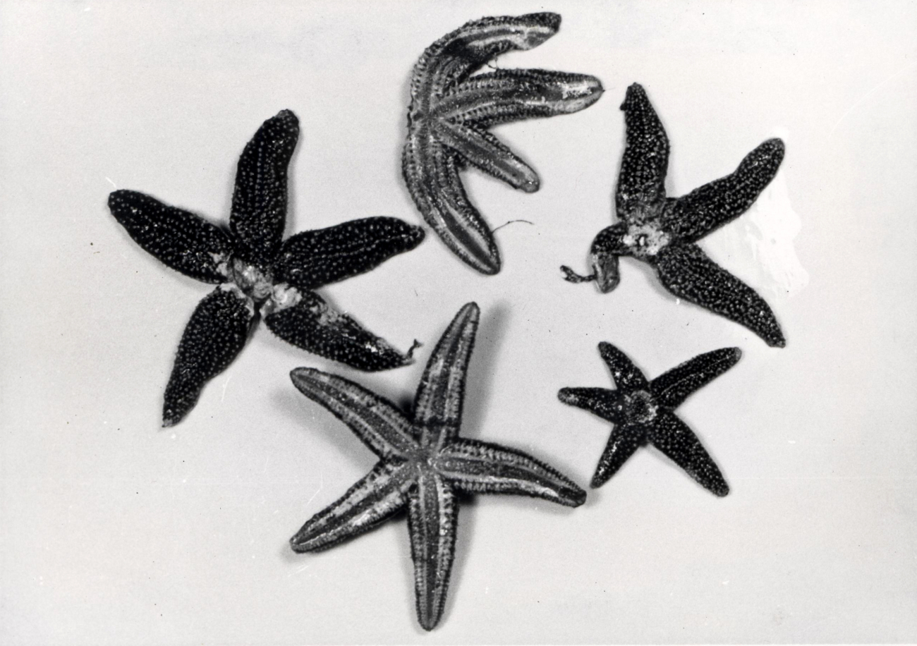 Starfish injured by particles of lime which either fall on their surfaces orover which they crawl