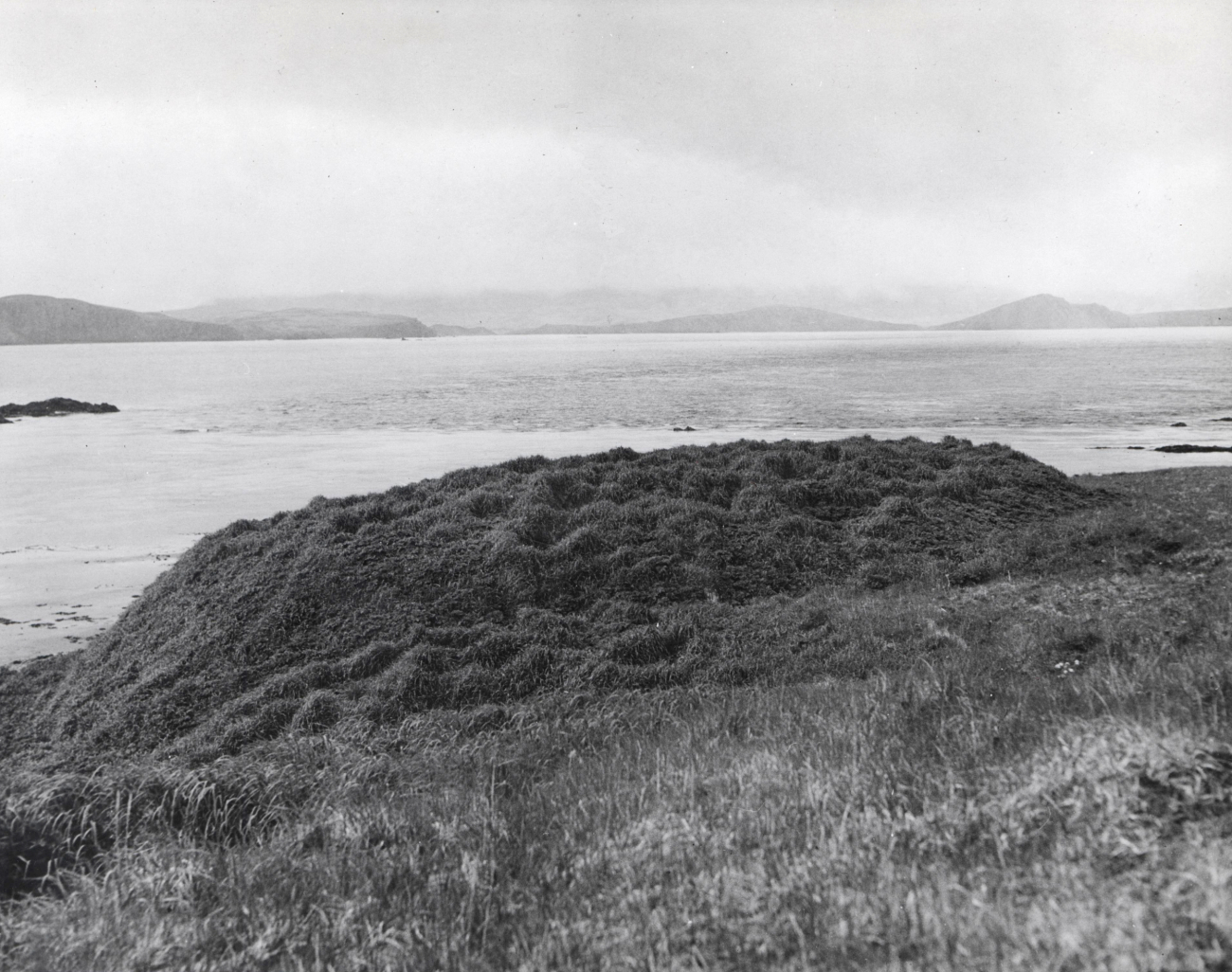 Site of an old Aleutian village revealed by rank growth of grass several feet in height