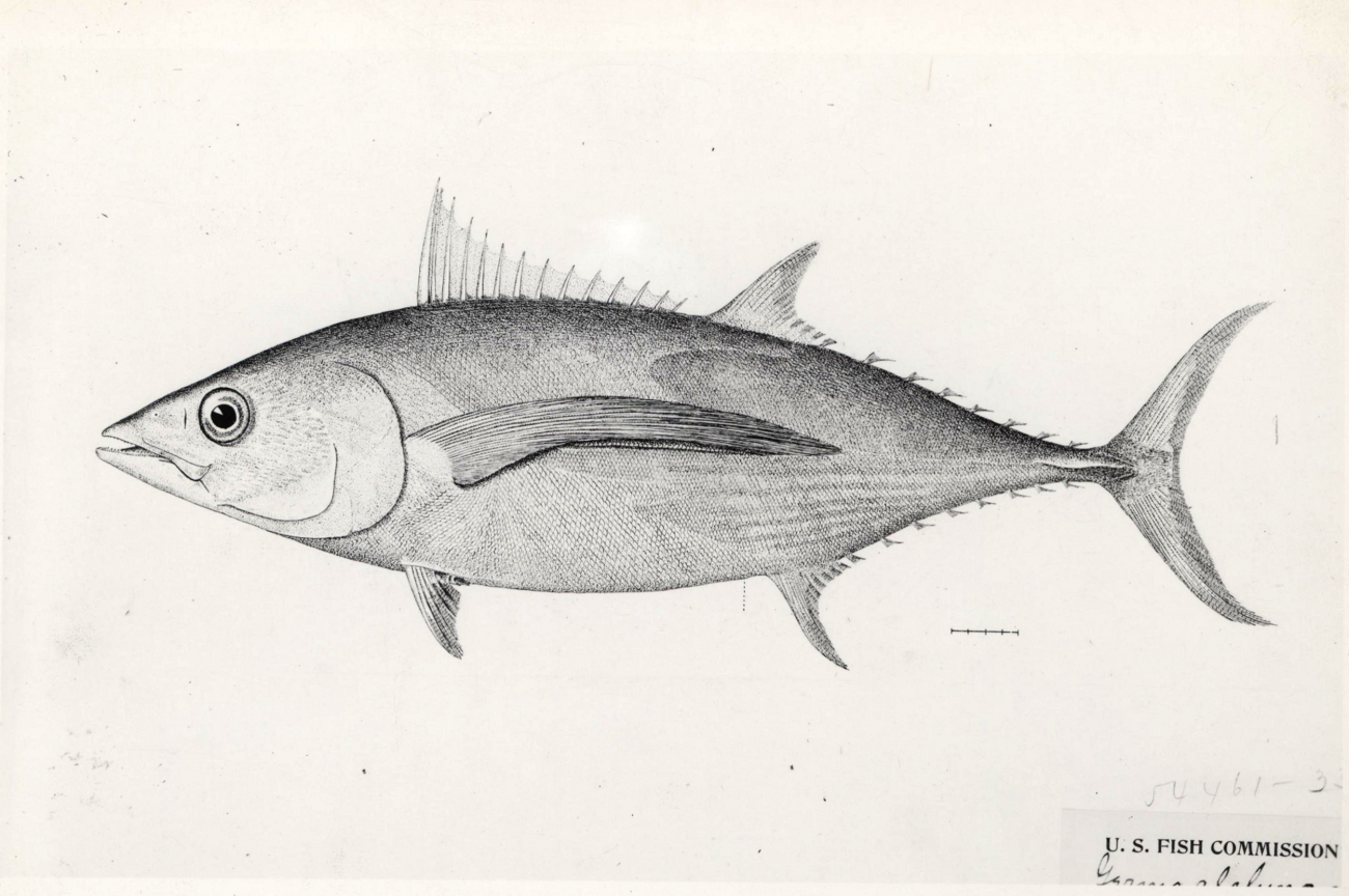 Drawing of albacore tuna (Germo alalunga)