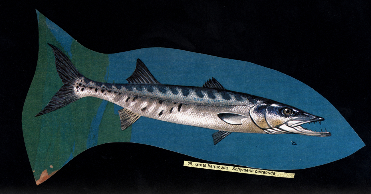 Art - Great barracuda (Sphyraena barracuda)