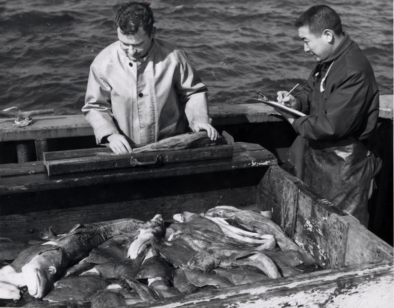 Biologists measuring cod fish at sea