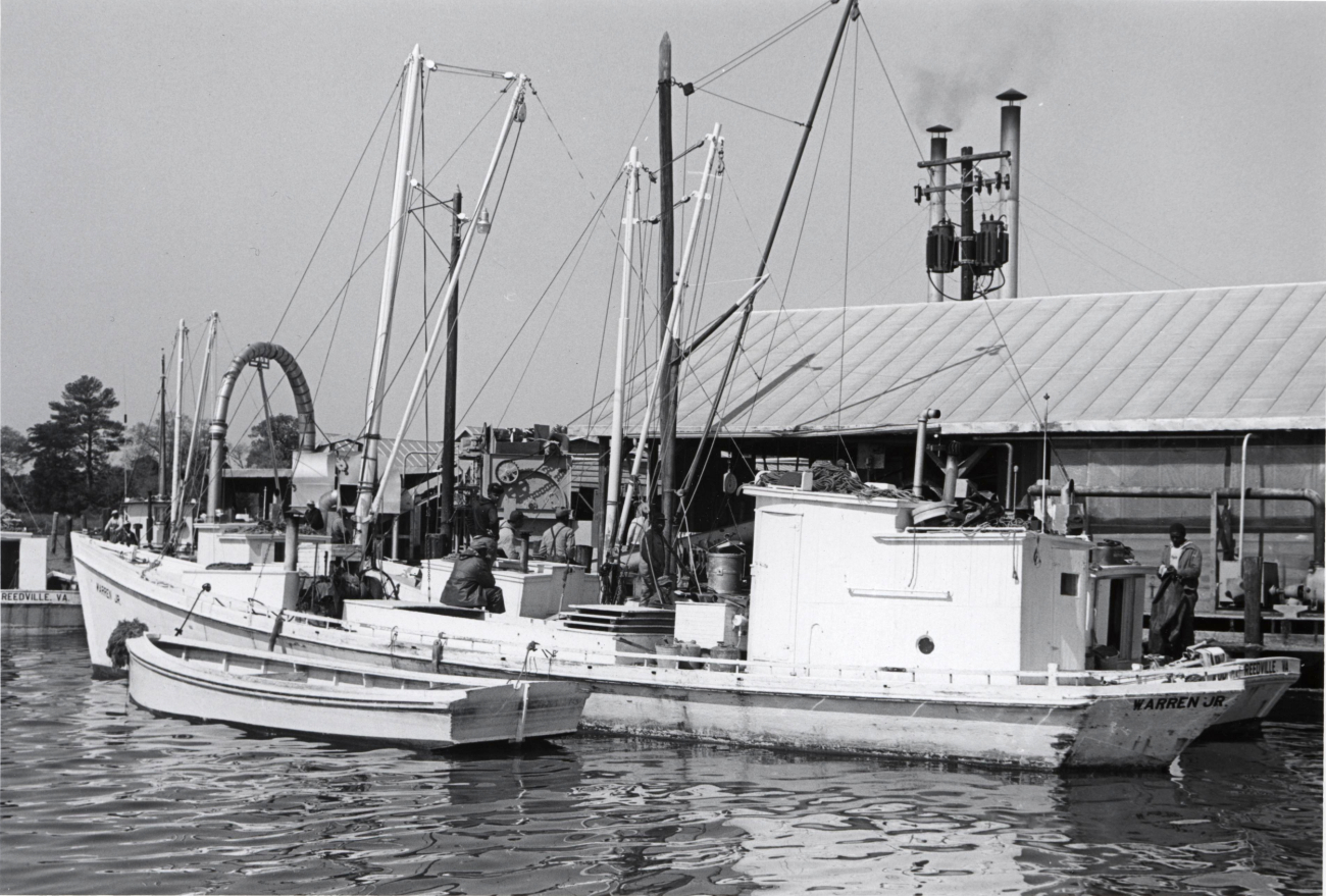 Alewife fishing - Boats waiting to unload at Haynie Cannery