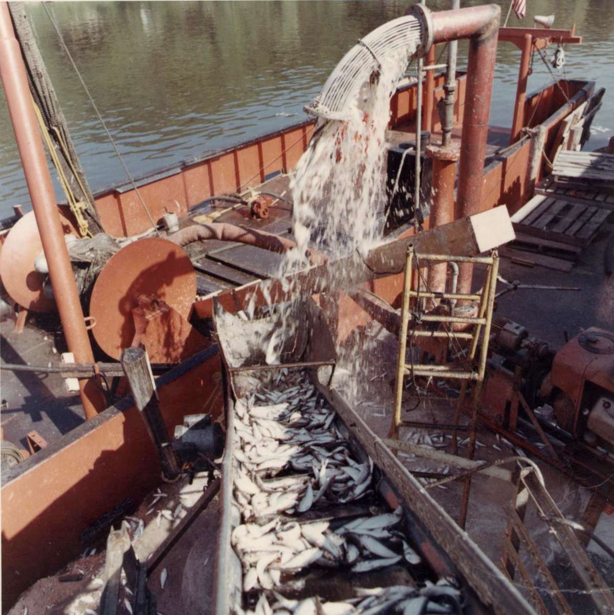 Alewife fishing - Pumping alewives from hold of commercial trawler