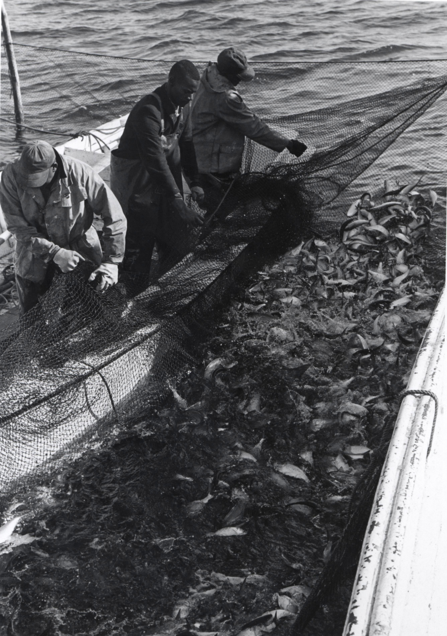 Alewife fishing - Ready to brail alewives catch from pound net to hold of F/VMUNDY POINT
