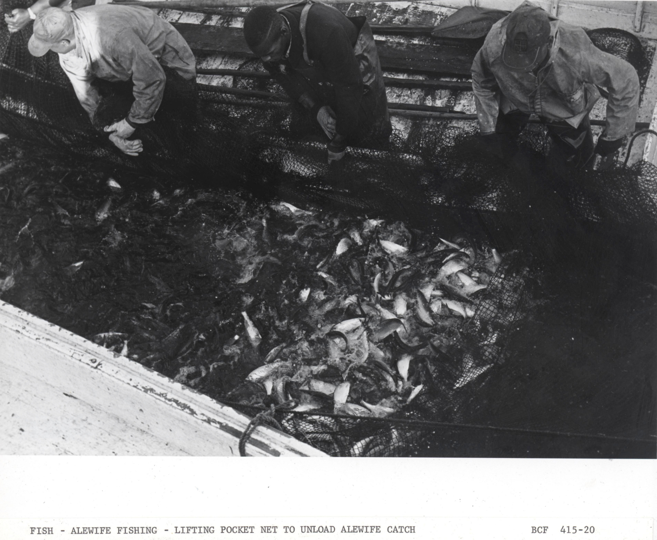 Alewife fishing - Dumping alewife catch into hold of F/V MUNDY POINT
