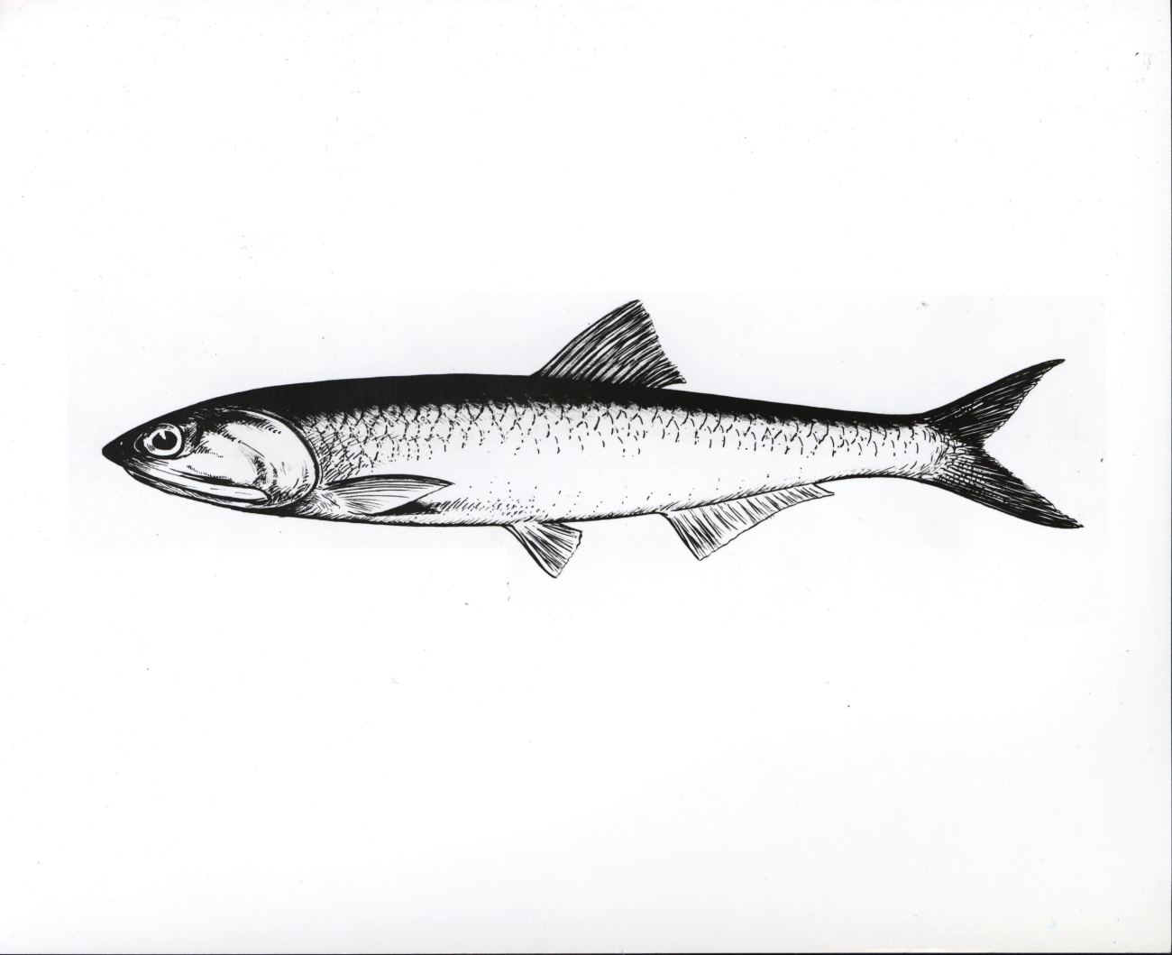 Drawing of northern anchovy