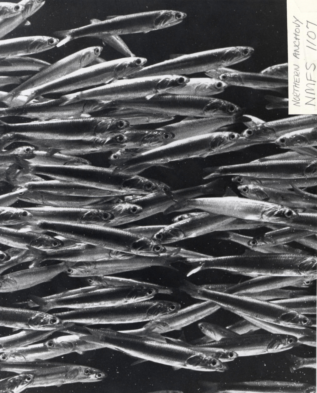 A school of northern anchovy