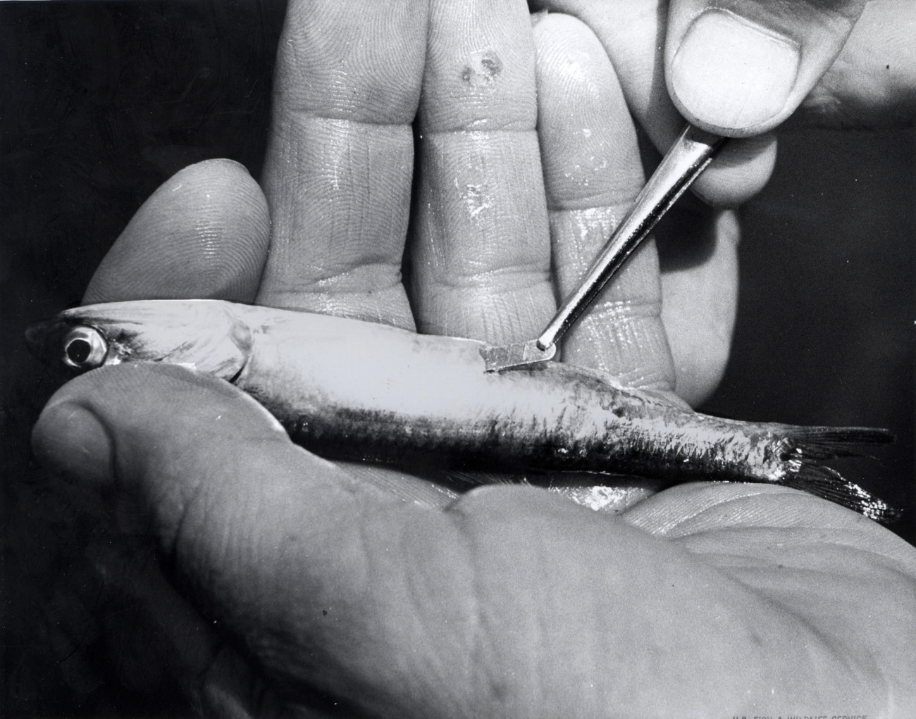 A monel tag is being inserted into the abdominal cavity of a tranquilizednorthern anchovy
