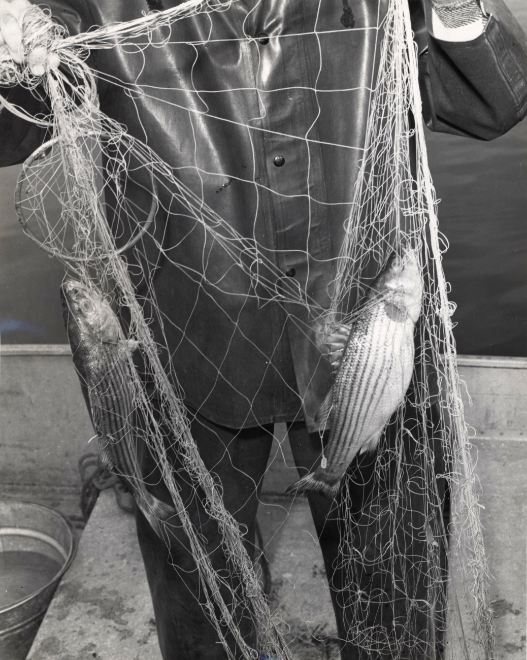 Fish tagged with nylon streamer tag caught in a nylon gill net