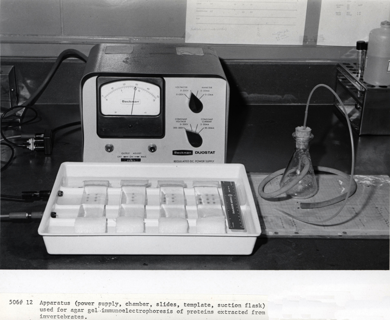 Apparatus (power supply, chamber, slides, template, suction flask) used for agar gel immunoelectrophoresis of proteins extracted from invertebrates