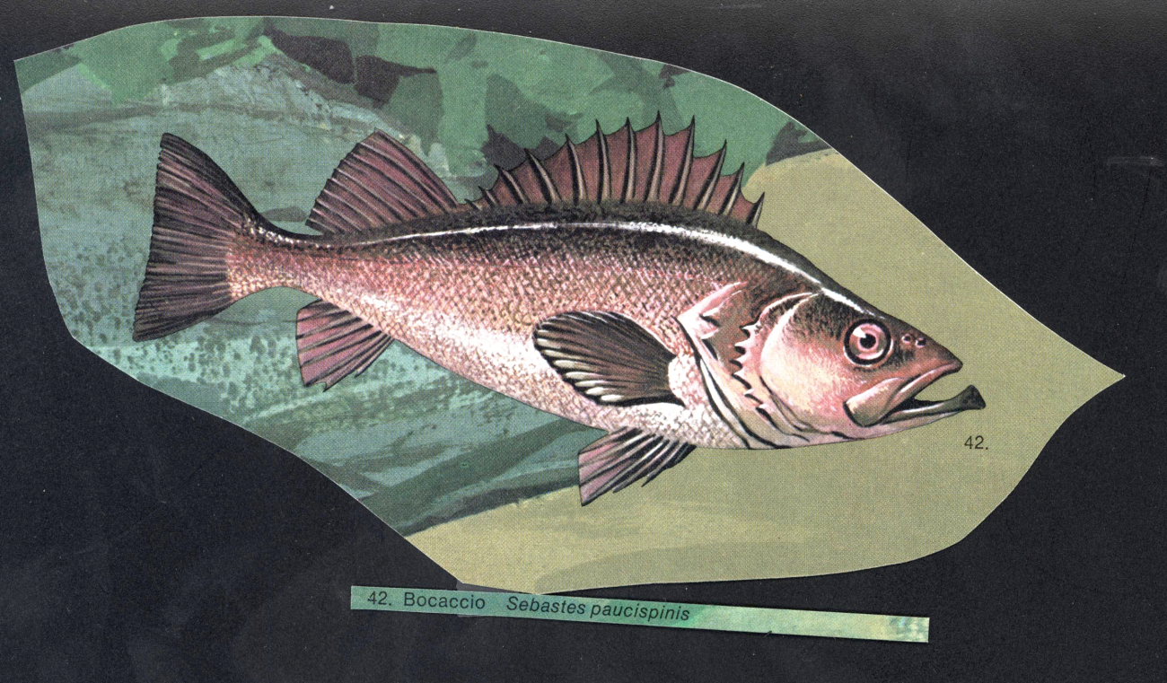 Fish art - Bocaccio (Sebastes paucispinis)