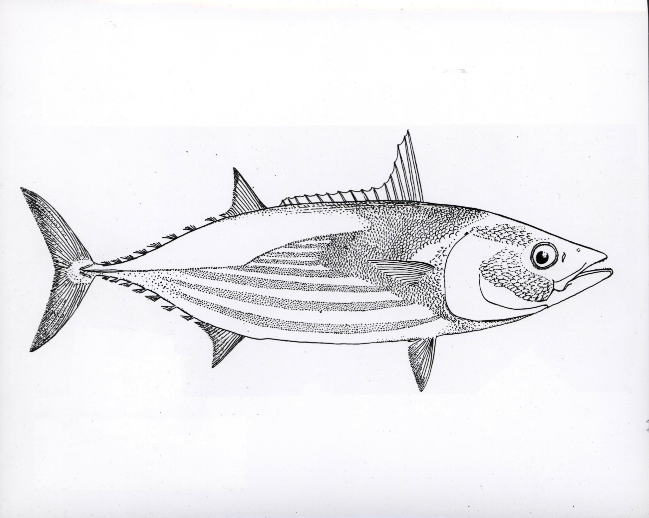 Fish art - Bonito (Gynmosarda pelamis)
