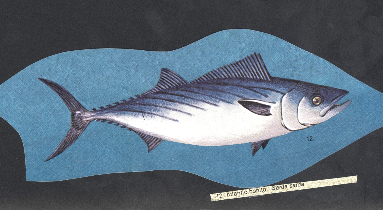Fish art - Atlantic bonito (Sarda sarda)