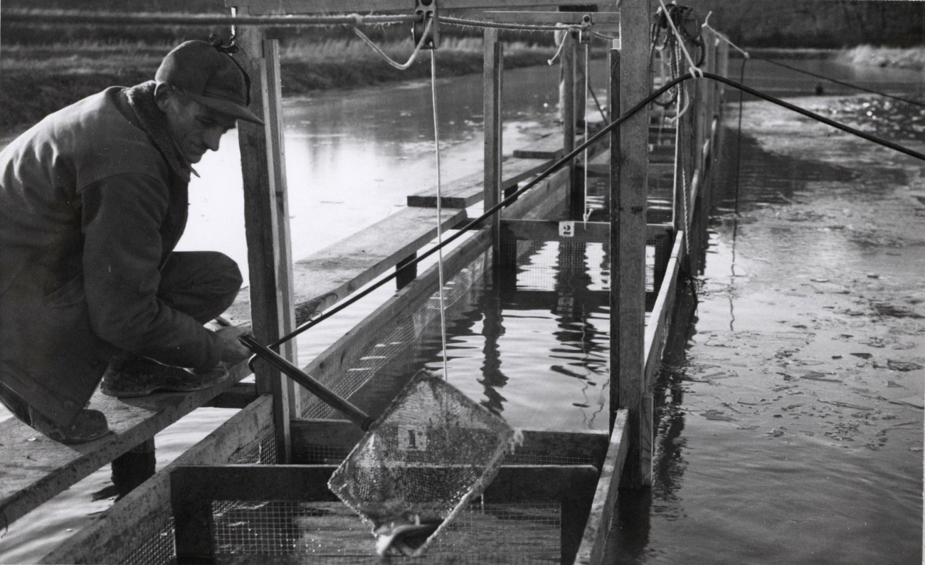 Fish being counted out of each compartment of a special trap after beingsubjected to sound waves for a given period