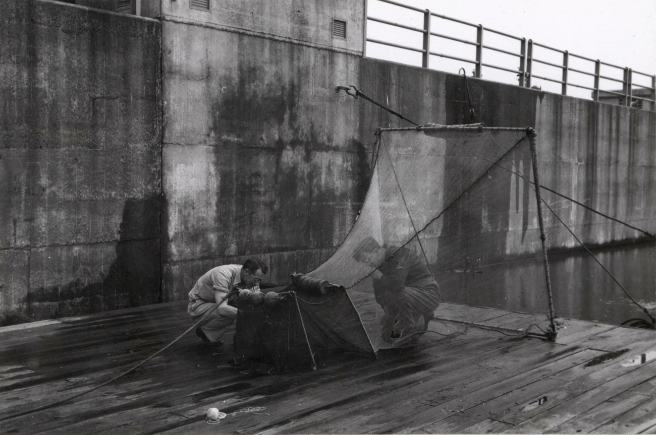 One of several large fyke nets used to catch seaward migrating fingerlings atBonneville Dam
