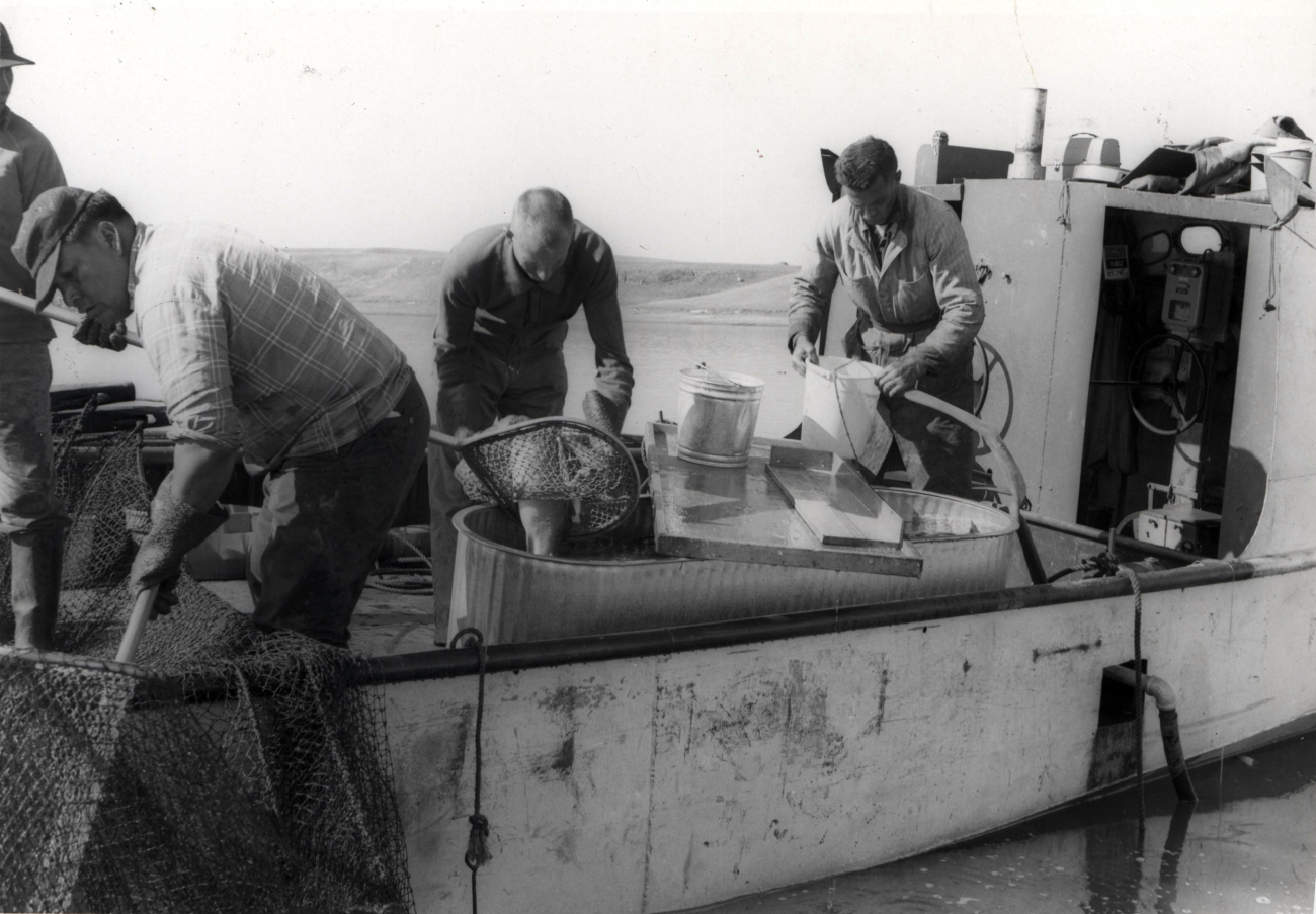 Sorting the catch of a Great Lakes-type trap net in Oahe Reservoir prior to fin-clipping operation