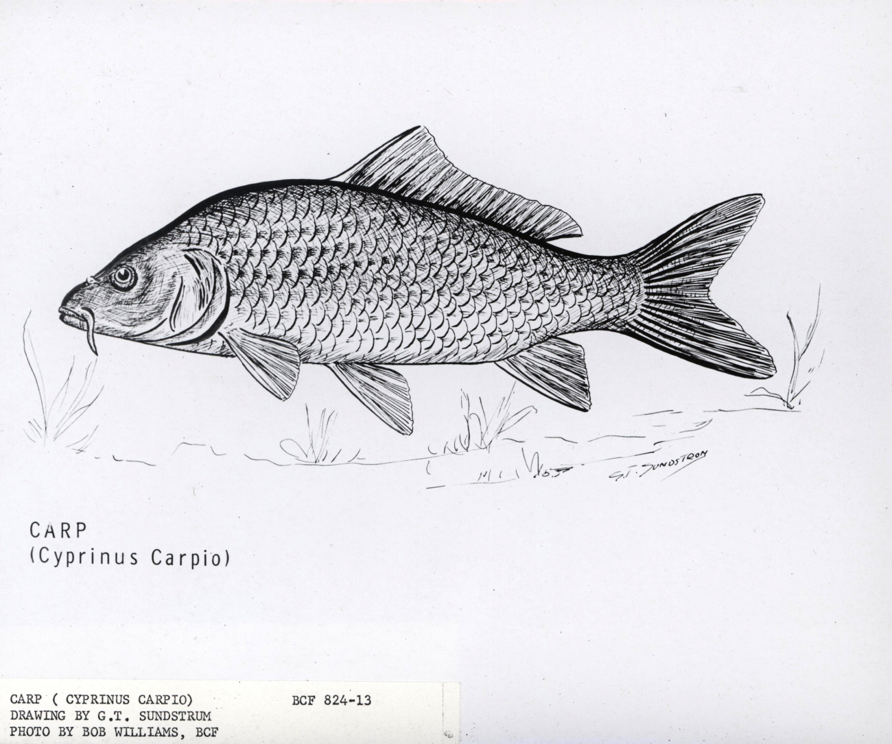 Artwork - Carp (Cyprinus carpio) by G