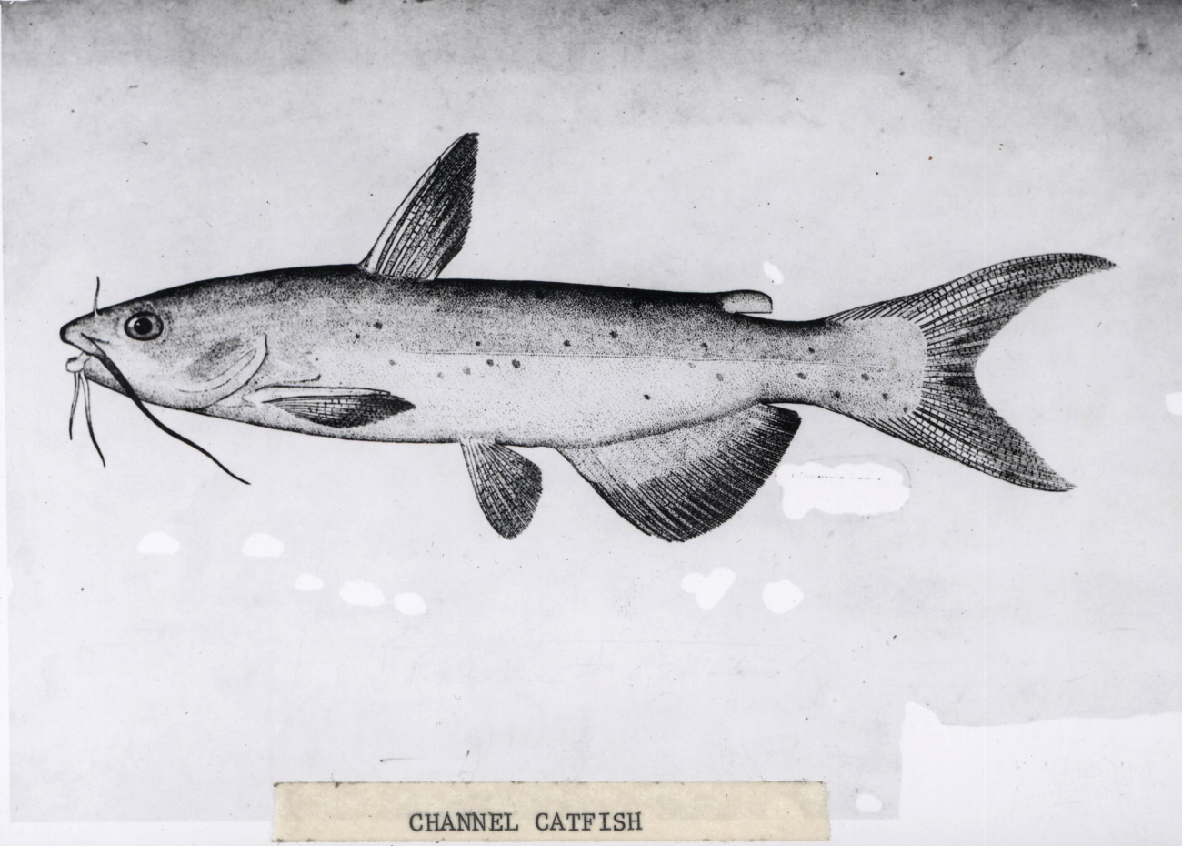 Artwork - channel catfish (Ictalurus punctatus)