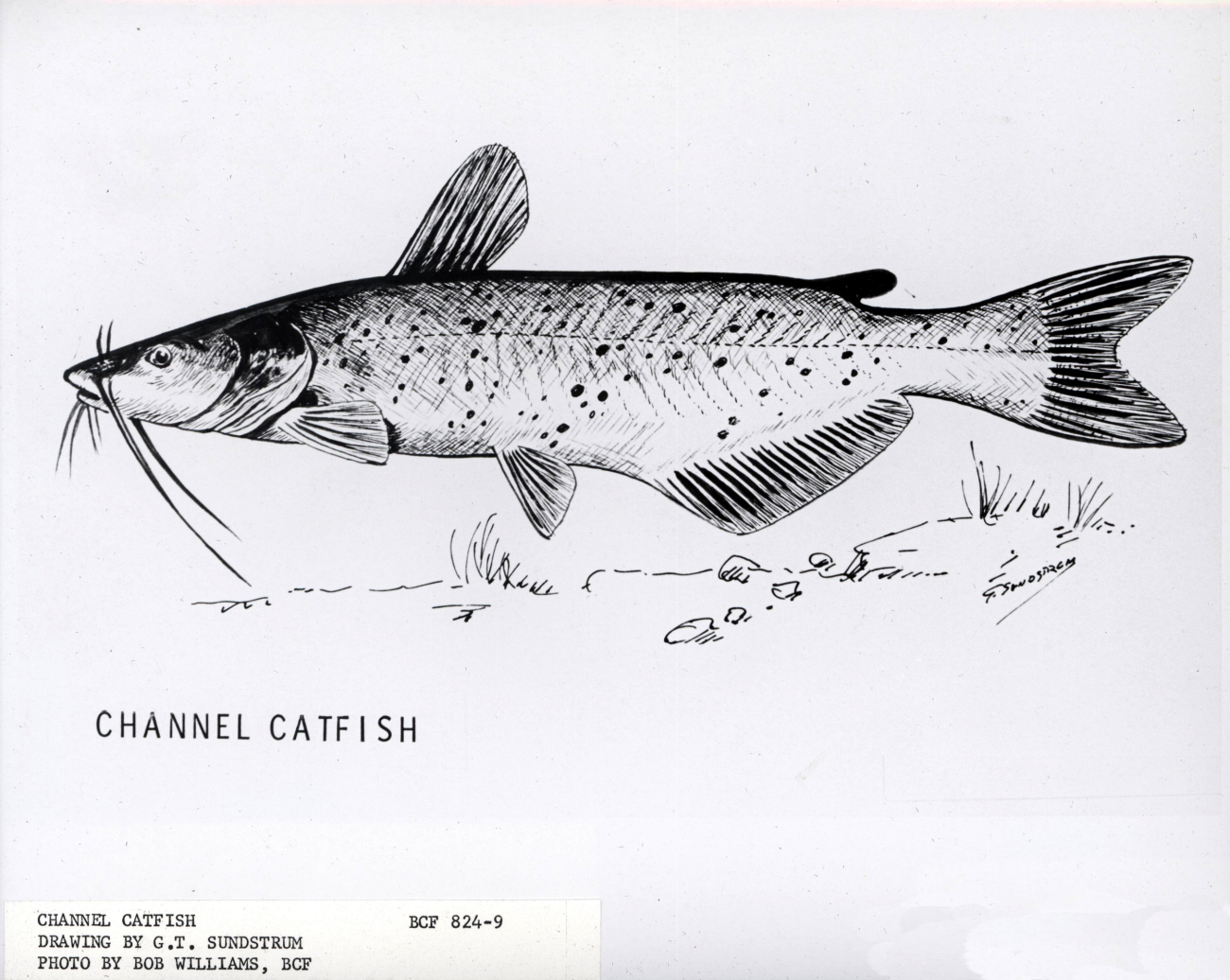Artwork - Channel catfish, drawing by G