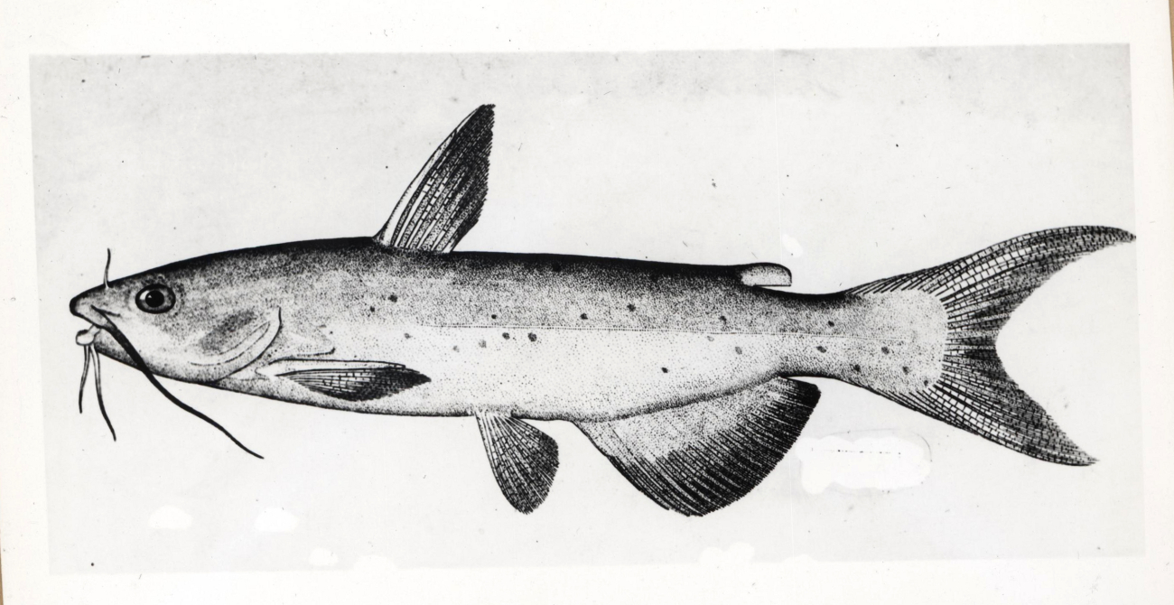 Artwork - Channel catfish (Ictalurus punctatus)