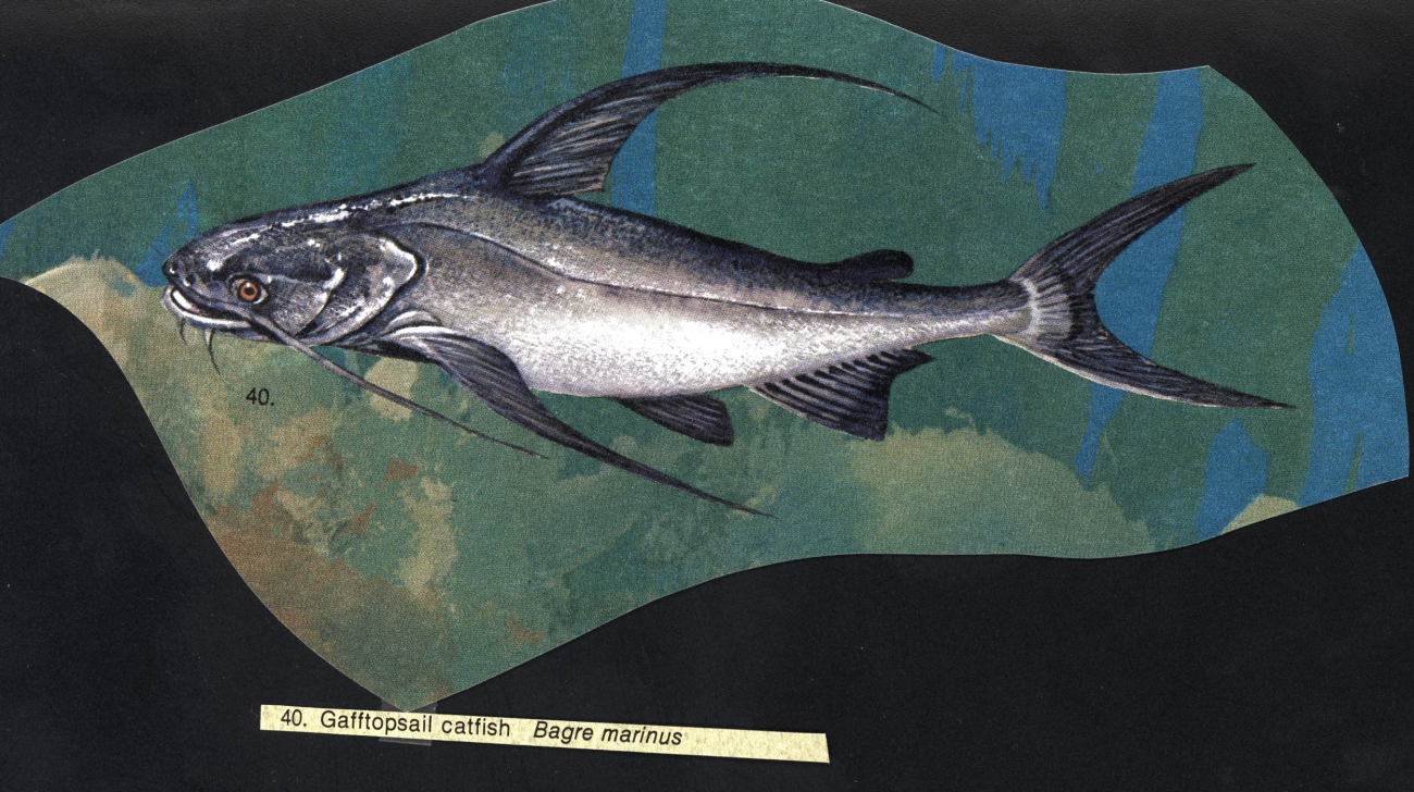 Artwork - gafftopsail catfish (Bagre marinus)