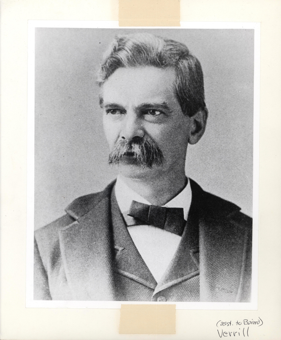 Addison Emery Verrill (1839-1926) zoologist, student of Louis Agassiz,professor at Yale University, and assistant to Spencer Baird