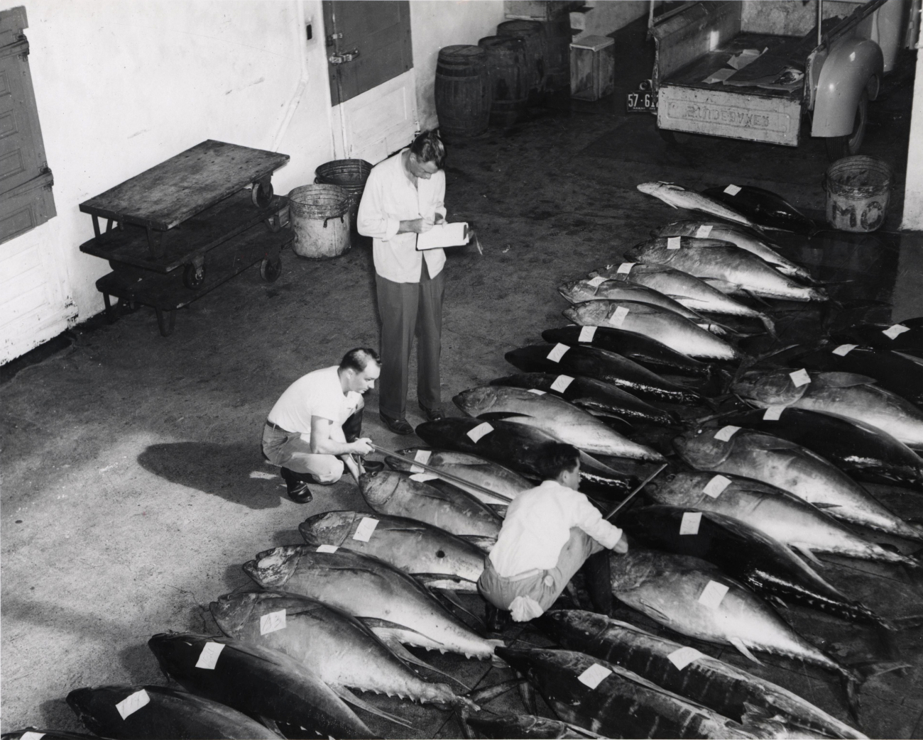 Scientists inspecting tuna caught commercially