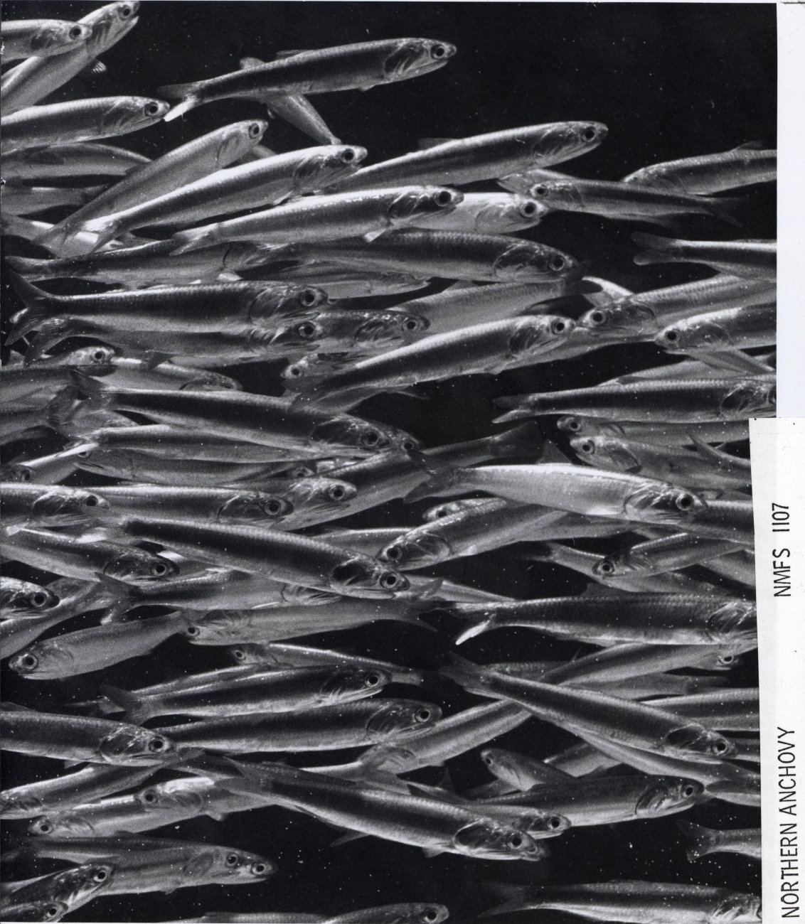 A school of northern anchovy