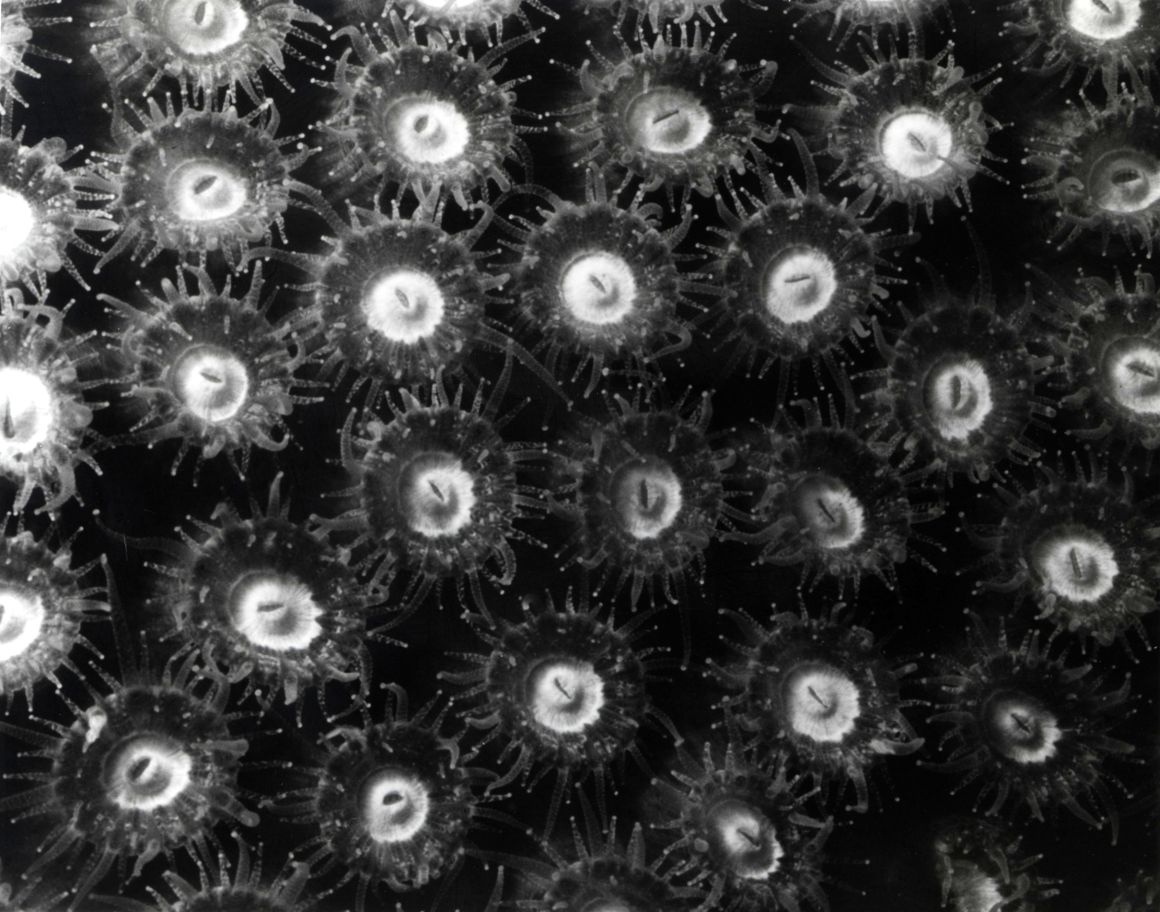 Closeup of coral polyps