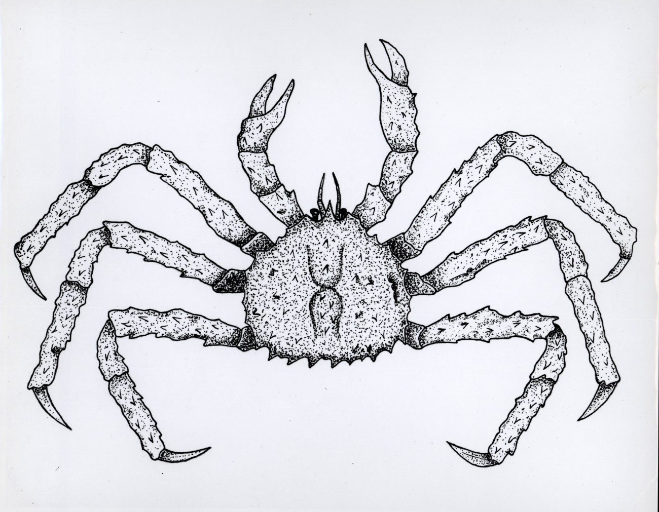 Artwork - The Alaska king crab (Paralithodes camtschatica)