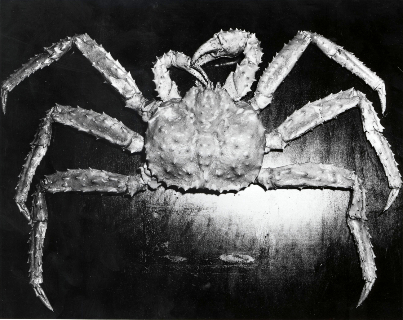 The king crab (Paralithodes camtschatica)
