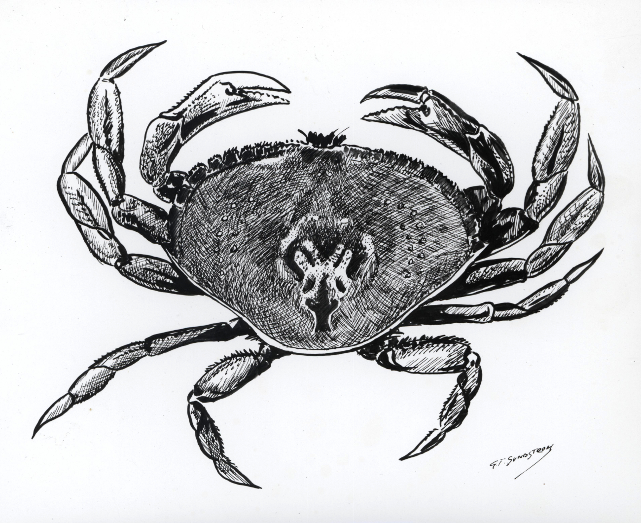 Artwork - Dungeness crab (Cancer magister) by G