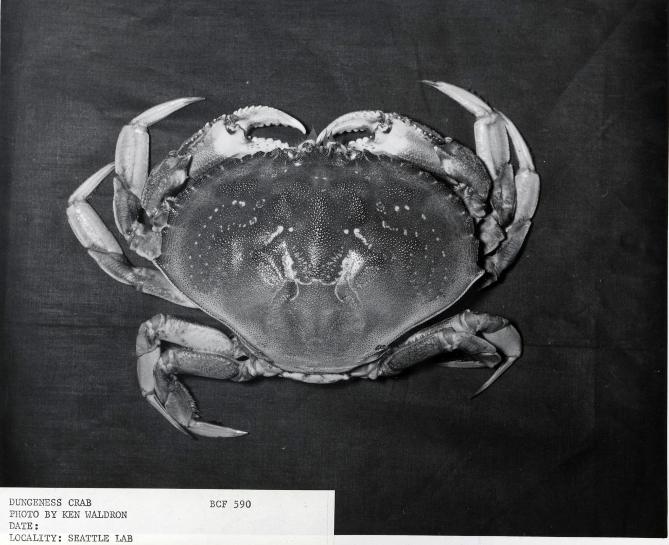 Female dungeness crab (Cancer magister)
