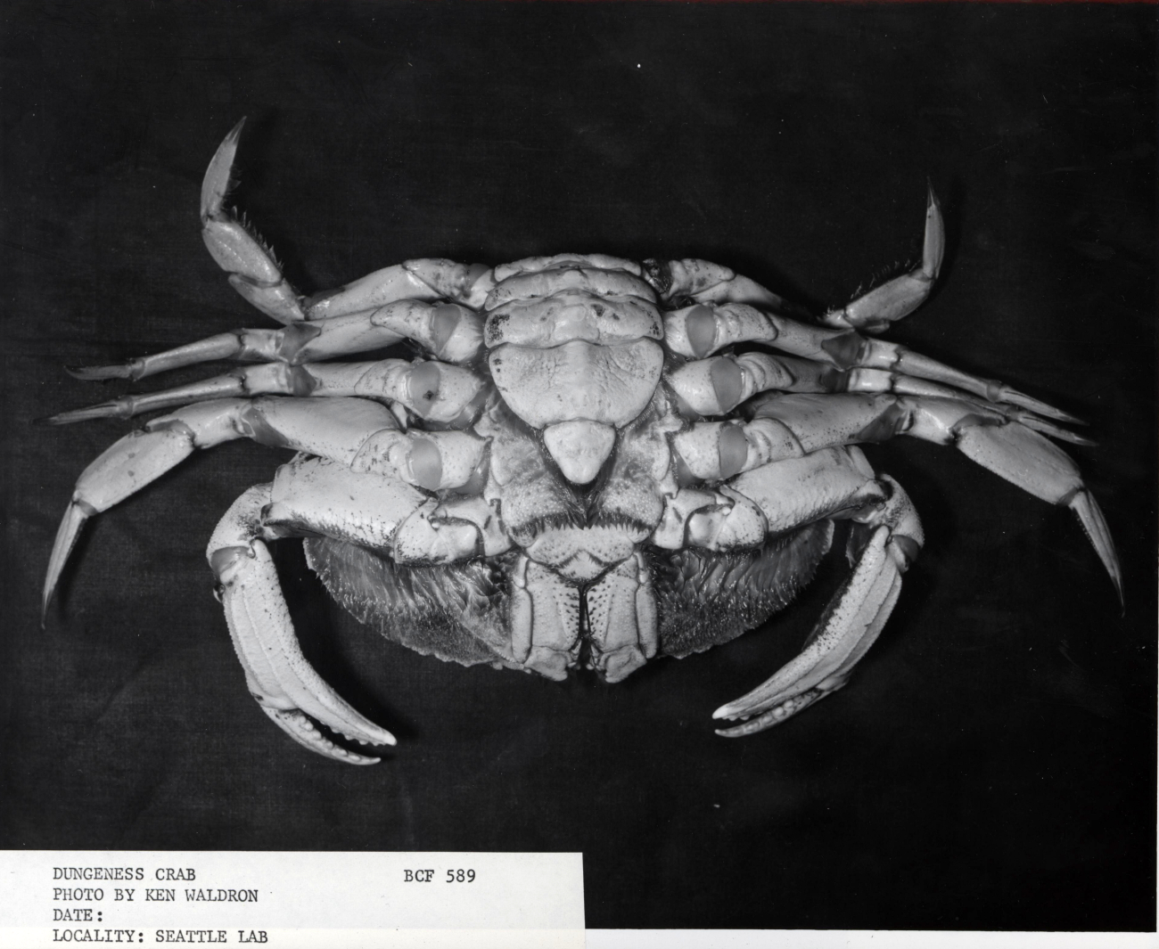 Female dungeness crab (Cancer magister)